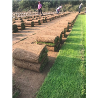 马尼拉草坪防病 