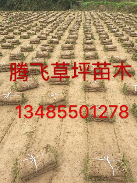 金银花苗一年生/安徽草坪/安徽滁州草坪0001 