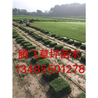 滁州草坪培育种植基地 