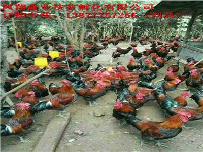 大发土鸡|灵山土鸡