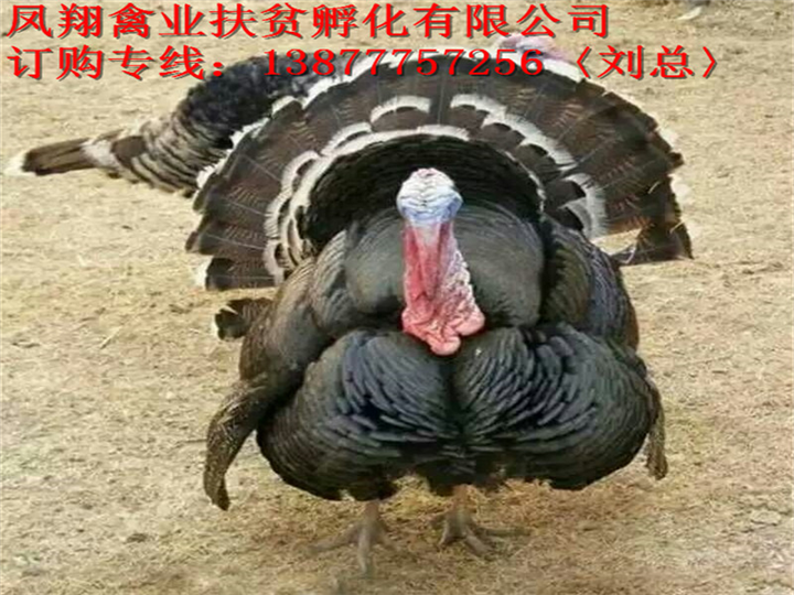 2018灵山土鸡价格|灵山土鸡