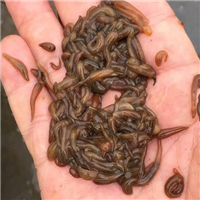 黑龙江水蛭种苗黑龙江蚂蝗养殖