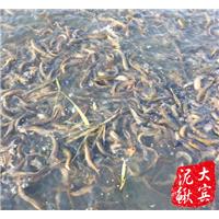哈尔滨泥鳅种苗|哈尔滨泥鳅苗批发