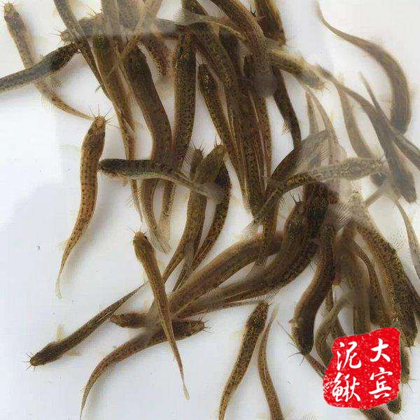 哈尔滨规范泥鳅养殖基地-哈尔滨泥鳅苗 