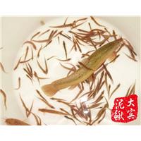 哈尔滨**泥鳅苗孵养基地-哈尔滨泥鳅苗