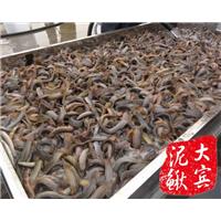 哈尔滨哪里有卖泥鳅苗-大宾泥鳅苗