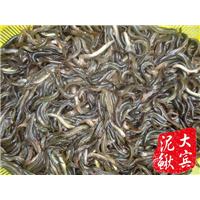 哈尔滨泥鳅苗养殖-哈尔滨大宾泥鳅孵养基地
