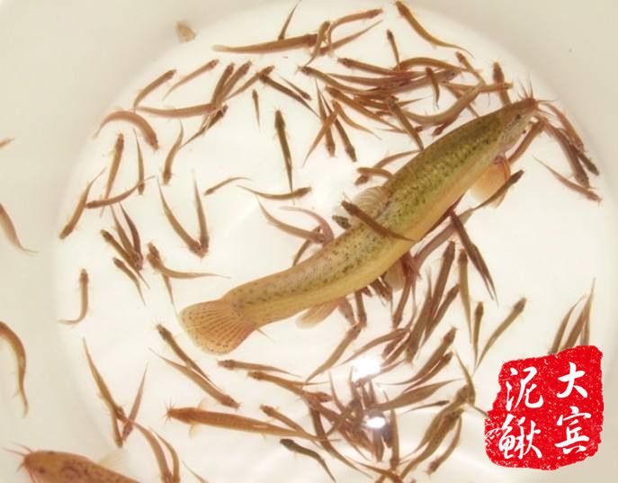 哈尔滨**泥鳅苗孵养基地-哈尔滨泥鳅苗