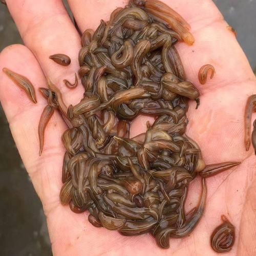 黑龙江水蛭种苗黑龙江蚂蝗养殖