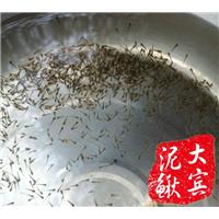 哈尔滨大宾泥鳅苗养殖场-哈尔滨泥鳅苗