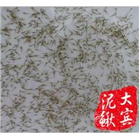 哈尔滨养殖泥鳅怎么样？哈尔滨泥鳅苗
