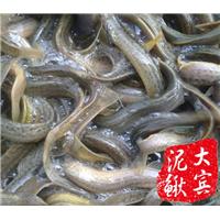 哈尔滨泥鳅苗|哈尔滨宾县泥鳅苗养殖场