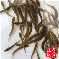 哈尔滨规范泥鳅养殖基地-哈尔滨泥鳅苗 