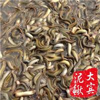 哈尔滨泥鳅苗哪里便宜？哈尔滨泥鳅苗甩卖