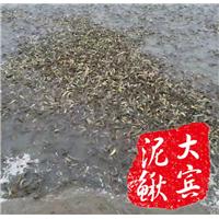 哈尔滨泥鳅苗|宾县泥鳅养殖技术