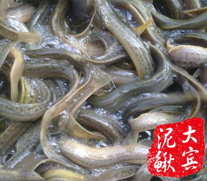 哈尔滨泥鳅苗|哈尔滨宾县泥鳅苗养殖场