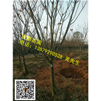 江西日本晚樱01 