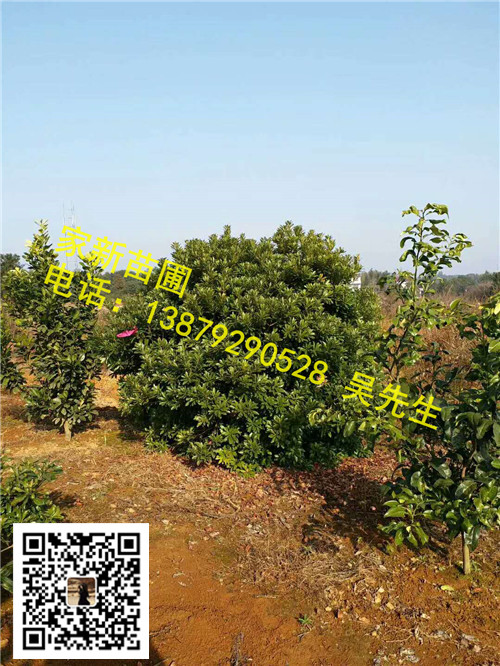 江西丛生杨梅02 