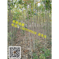 江西无患子 
