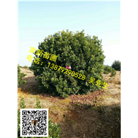 江西丛生杨梅04 