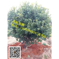 江西丛生杨梅01 