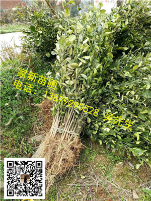 江西香泡小苗02 