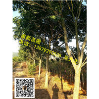 江西无患子01 