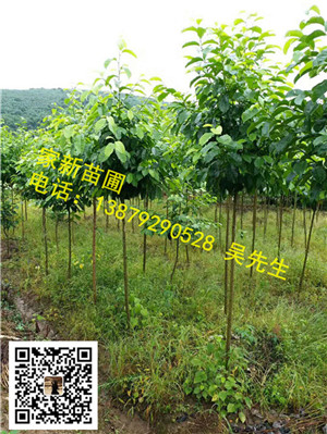 江西乐昌含笑02 