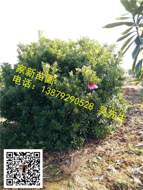 江西丛生杨梅03 
