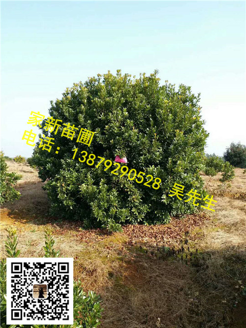 江西丛生杨梅04 