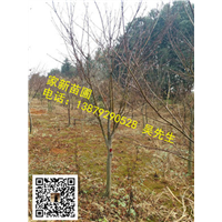 江西红枫03 
