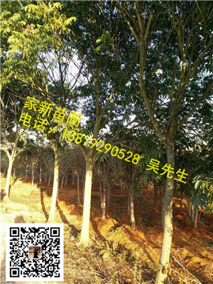 江西无患子02 