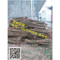 江西紫薇01 