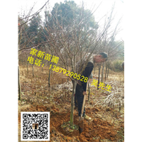 江西红枫01 