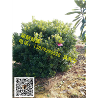 江西丛生杨梅03 