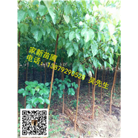 江西重阳木 