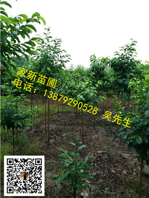 江西乐昌含笑01 
