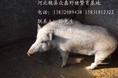 宁夏野猪厂养殖野猪肉价格 野猪养殖前景怎么样？15831812322告诉你 