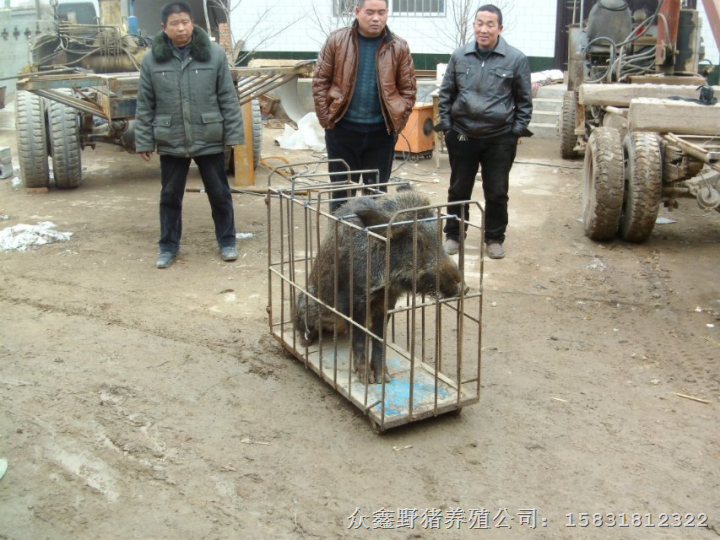 野猪养殖技术哪里**就到河北众鑫生态野猪养殖基地 