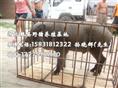 河北石家庄野猪 邯郸大型野猪养殖基地 秦皇岛野猪
