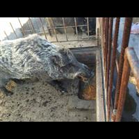 邯郸野猪养殖专业合作社 出售野猪肉 