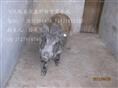 河北特种野猪养殖厂-魏县特种养殖野猪报价-98
