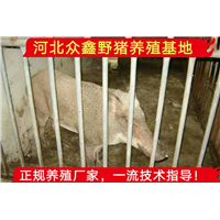云南野猪养殖、云南本地有大型野猪养殖场吗 