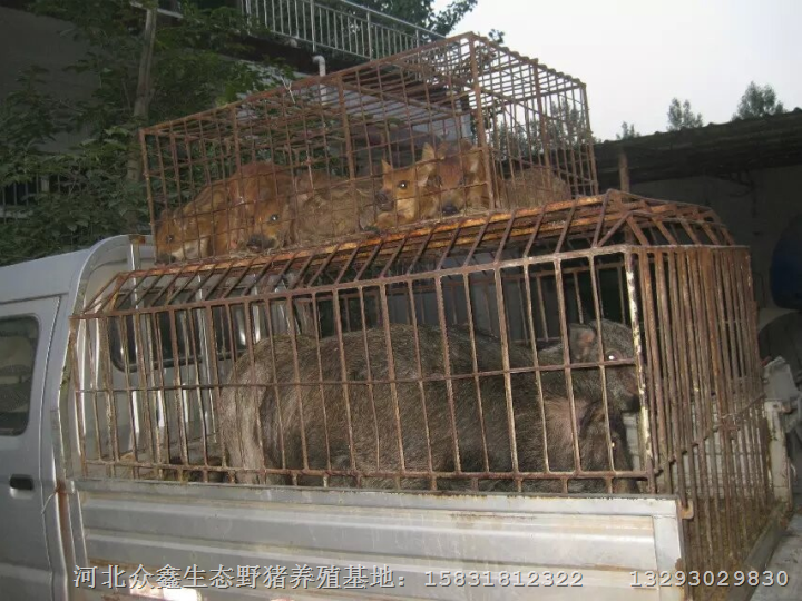 野猪散养农户发展众多河北众鑫野猪养殖场 