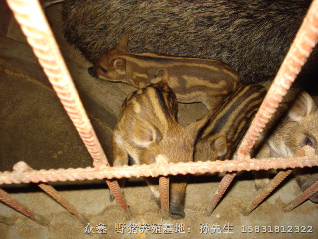 吉林野猪养殖 辽宁纯种野猪价格 北京野猪养殖基地 