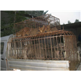 野猪散养农户发展众多河北众鑫野猪养殖场 