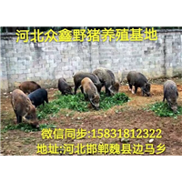 邯郸哪里有野猪养殖场？  就在纯种野猪养殖基地 