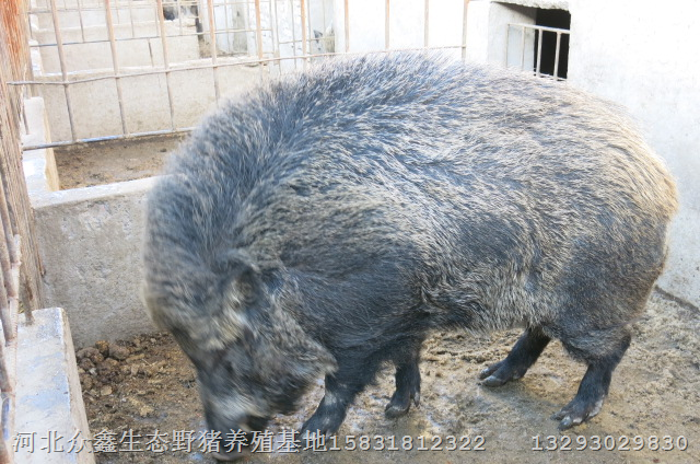 纯种野猪仔猪纯种野猪苗批发纯种野猪繁育 