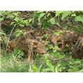宁夏野猪养殖基地 新疆众鑫大型野猪养殖繁育基地 
