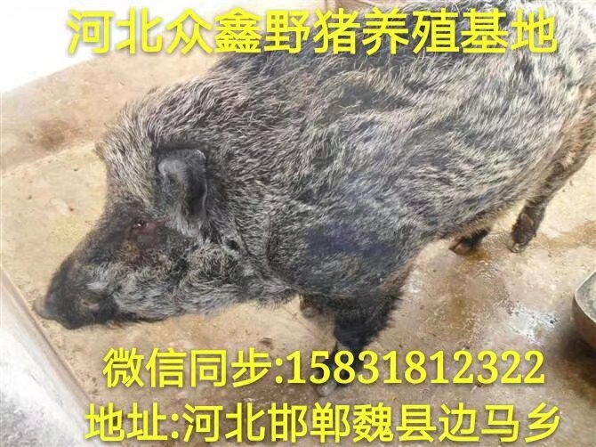 保定野猪养殖 邢台野猪苗 邯郸野猪养殖基地 